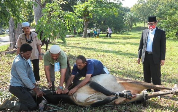 PT Pupuk Iskandar Muda Salurkan Hewan Qurban untuk Masyarakat Lingkungan